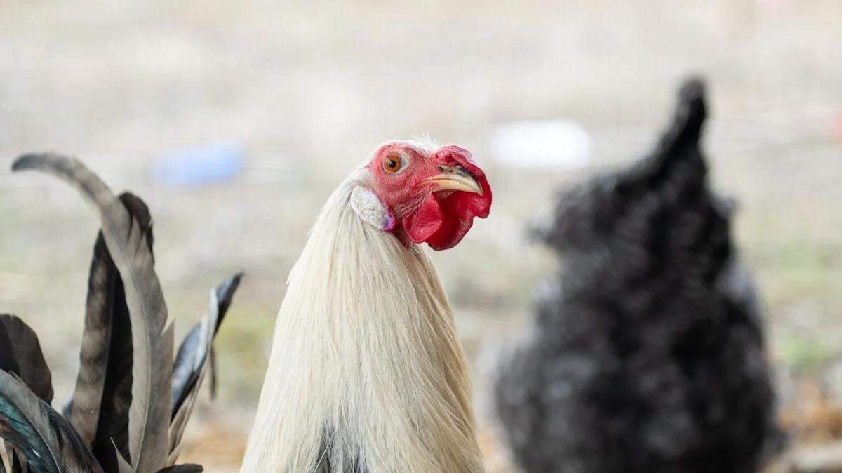 Rooster Survived 300-Bird Cockfighting Bust, Dances for Hens
